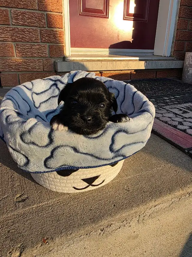 Biewer & Shipoo Puppies - Photo 4