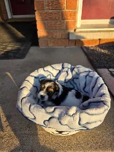 Biewer & Shipoo Puppies - Photo 7