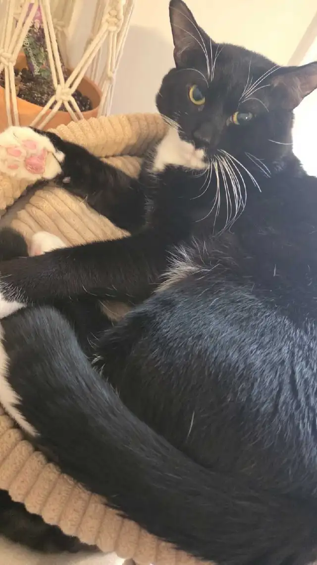 2 brothers looking for a home