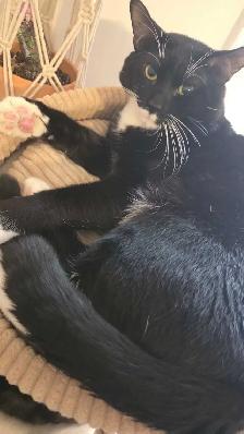 2 brothers looking for a home