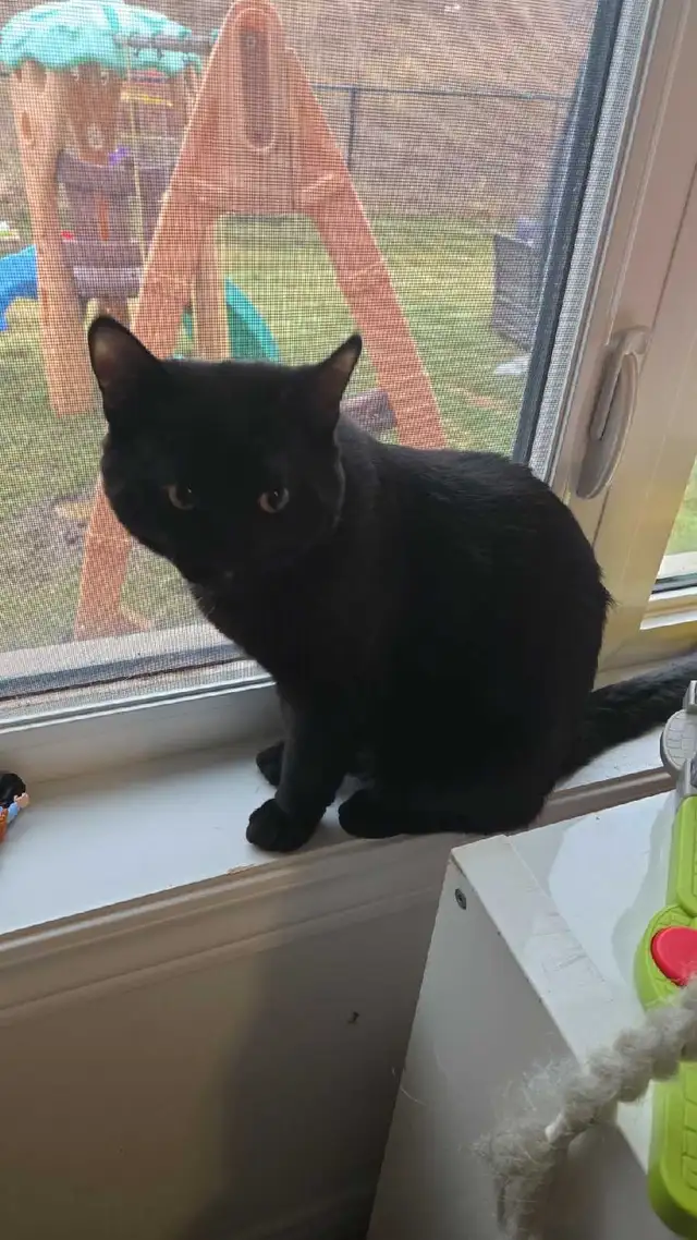 2 brothers looking for a home - Photo 2