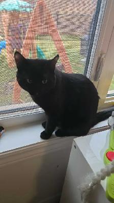 2 brothers looking for a home - Photo 2