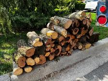 FREE Maple firewood