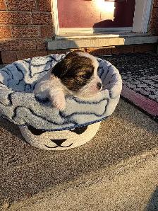 Biewer and Shipoo Puppies puppy - Photo 3