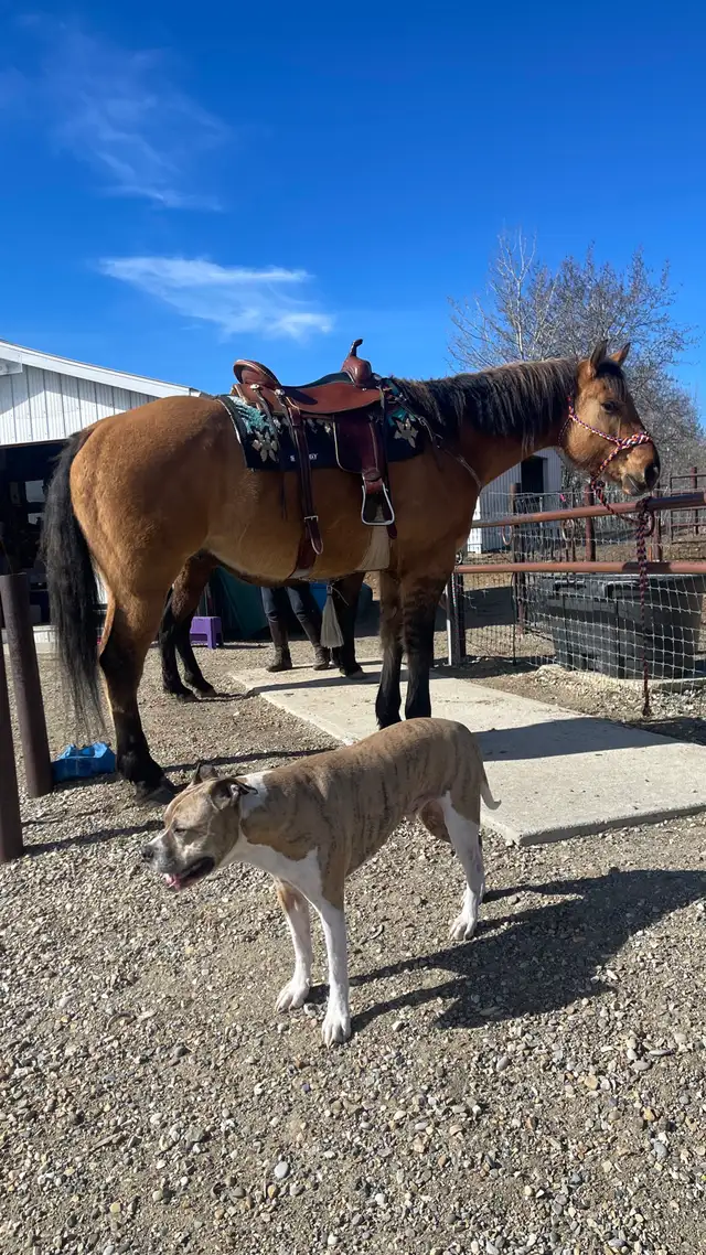 Beautiful gelding - Photo 2