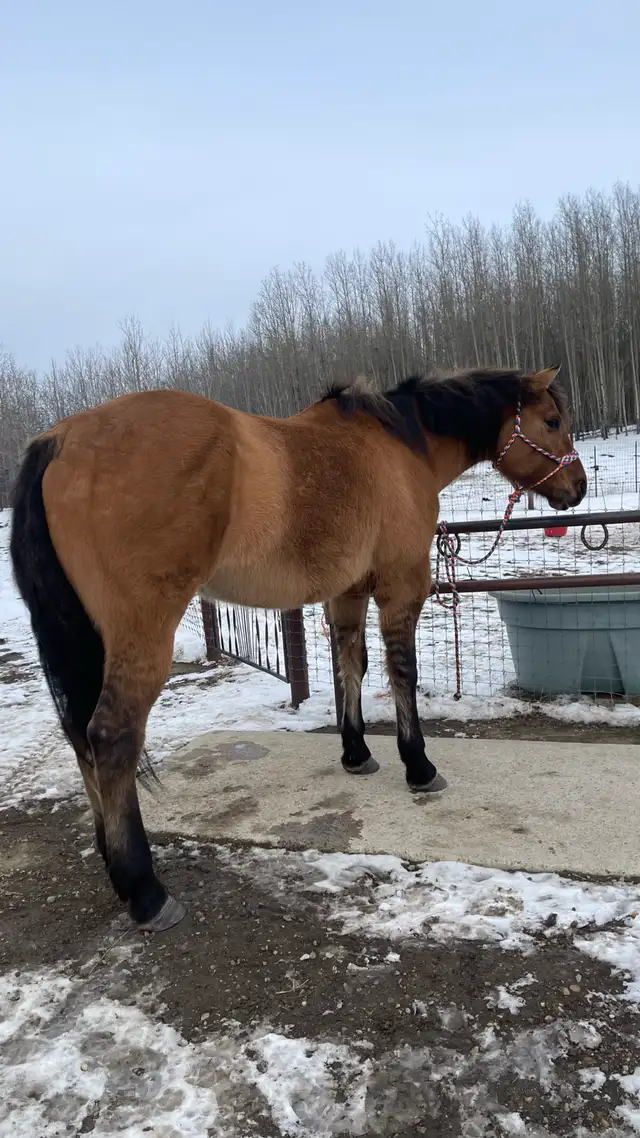 Beautiful gelding - Photo 3