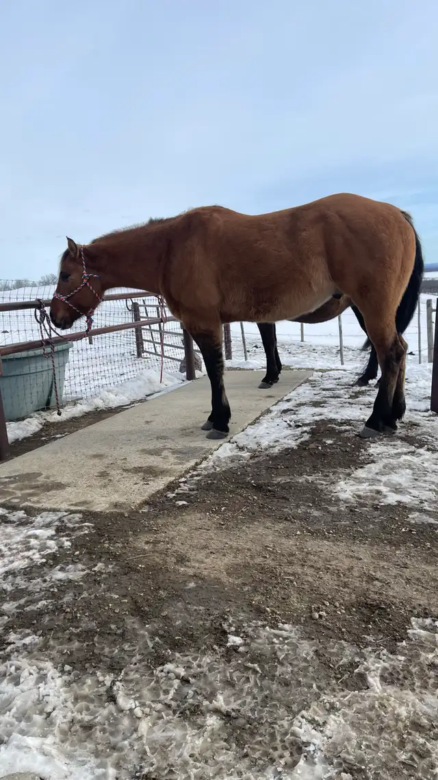 Beautiful gelding - Photo 4