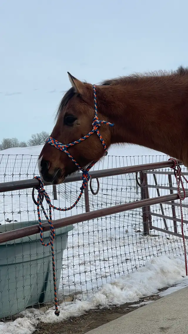 Beautiful gelding - Photo 5