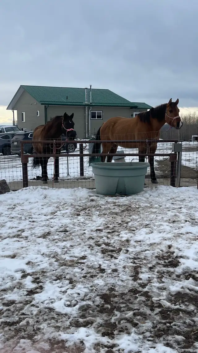 Beautiful gelding - Photo 6