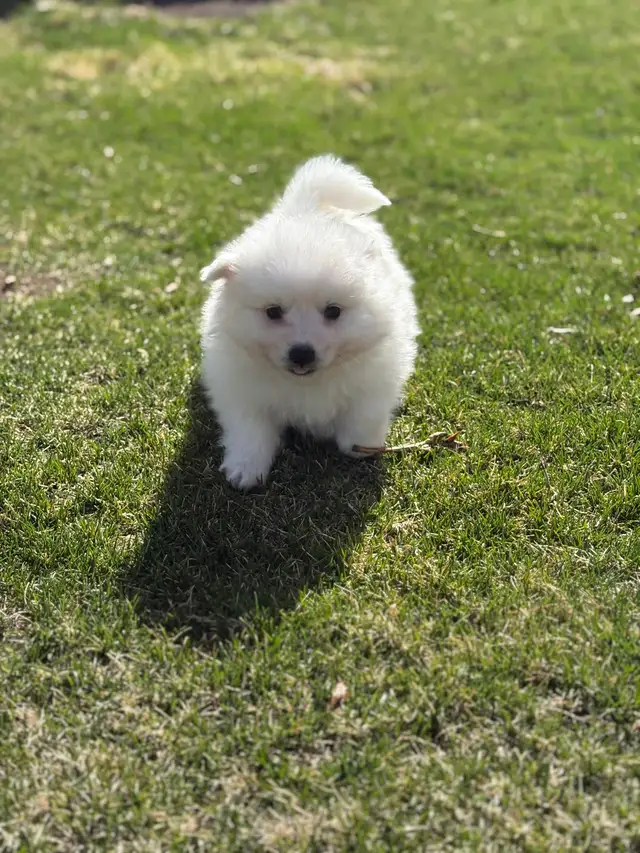 Minature American Eskimo Puppies
