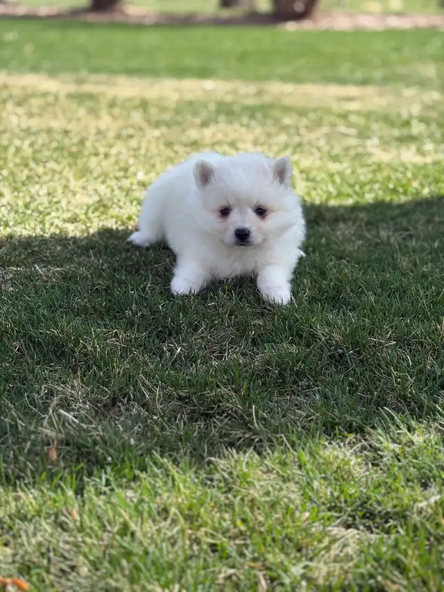 Minature American Eskimo Puppies - Photo 2