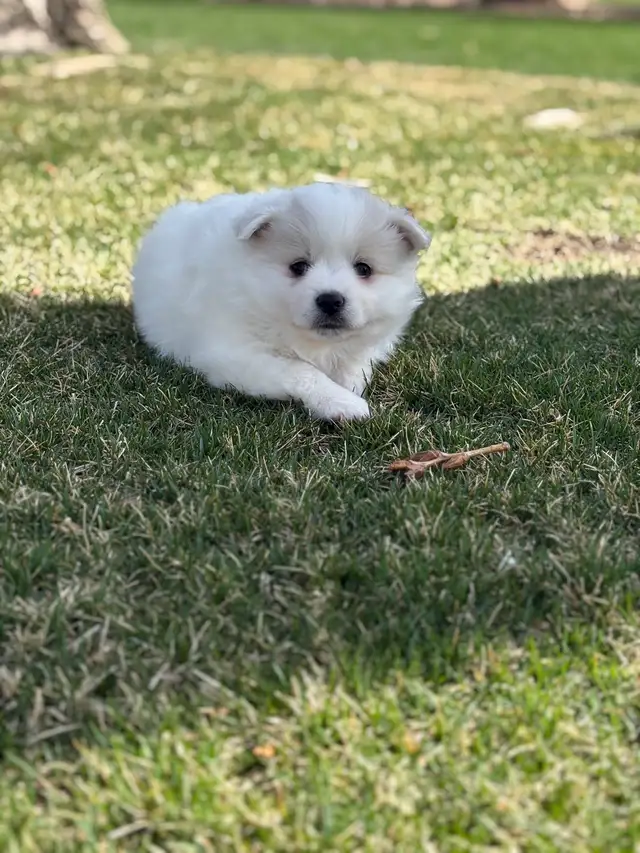 Minature American Eskimo Puppies - Photo 3