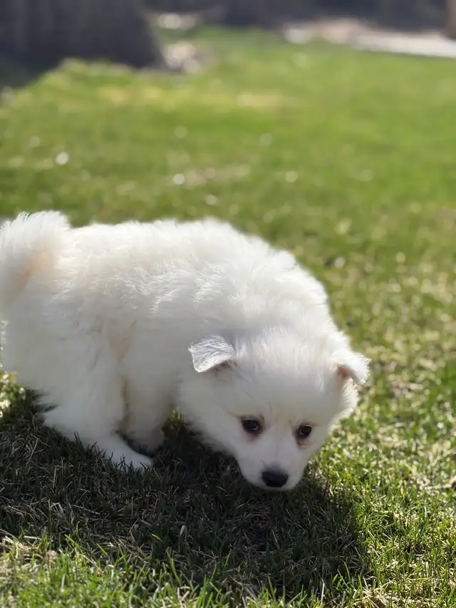Minature American Eskimo Puppies - Photo 4