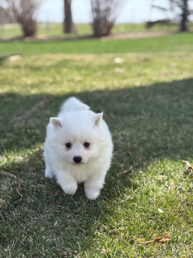 Minature American Eskimo Puppies - Photo 5