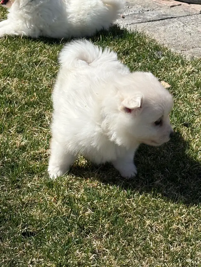 Minature American Eskimo Puppies - Photo 6