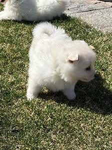 Minature American Eskimo Puppies - Photo 6