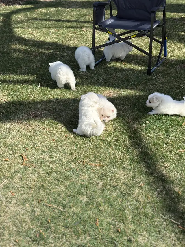 Minature American Eskimo Puppies - Photo 7