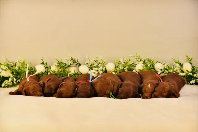 Mini F1bb English Goldendoodles