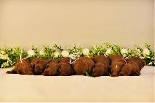 Mini F1bb English Goldendoodles