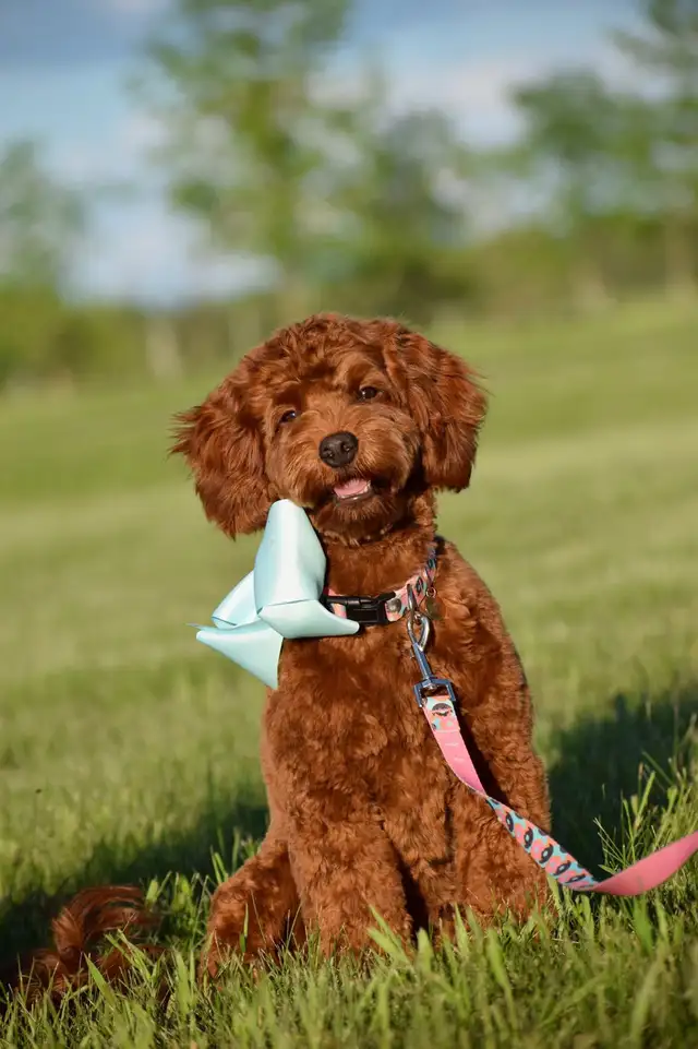 Mini F1bb English Goldendoodles - Photo 2