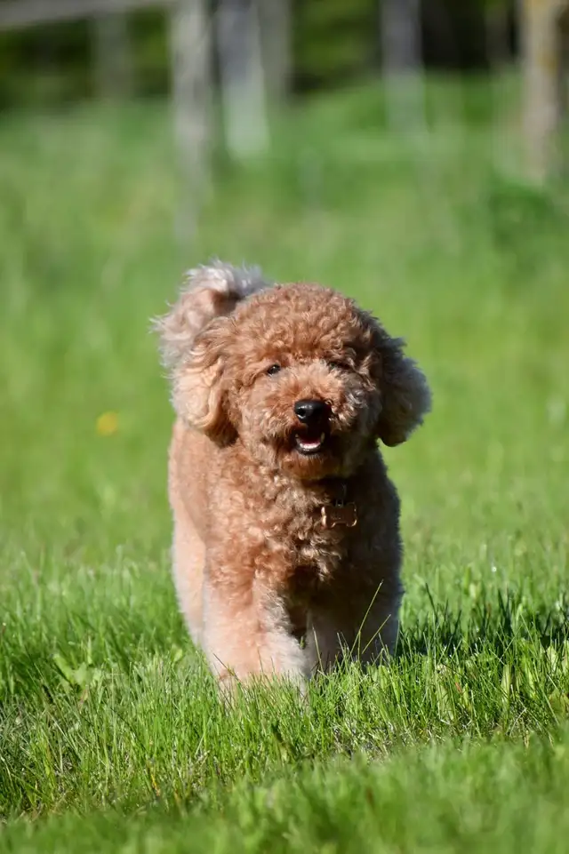 Mini F1bb English Goldendoodles - Photo 3