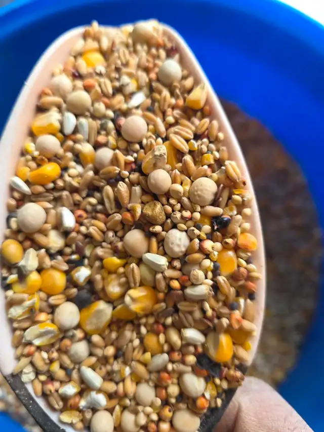 Pigeon food mix for sale