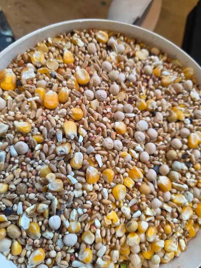 Pigeon food mix for sale - Photo 2