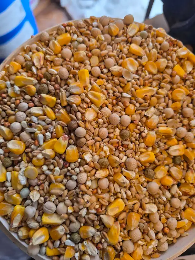 Pigeon food mix for sale - Photo 3