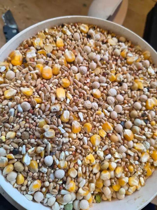 Pigeon food mix for sale - Photo 4