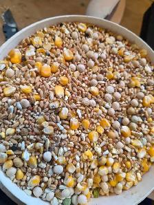 Pigeon food mix for sale - Photo 4