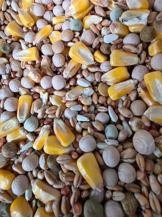 Pigeon food mix for sale - Photo 5