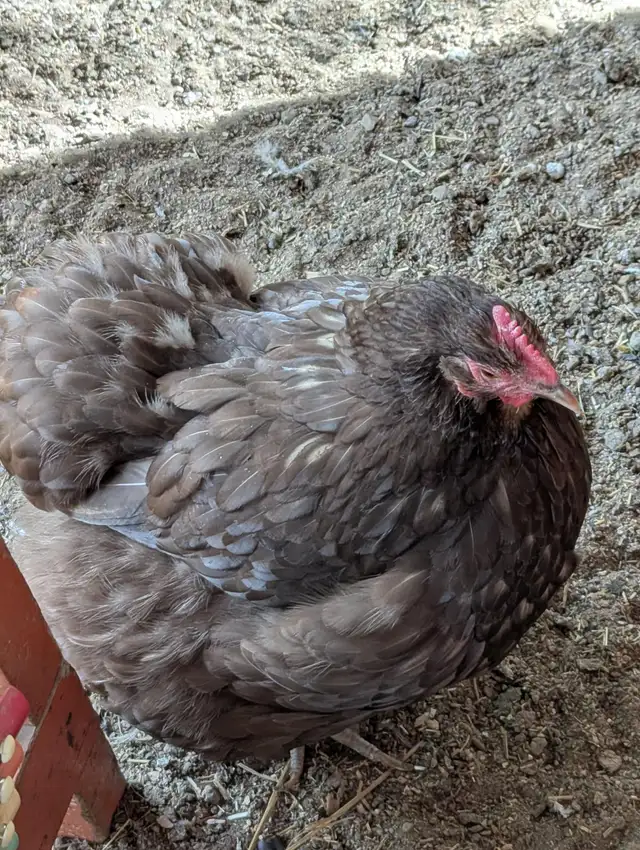 Orpington Hens and Rooster - Photo 2