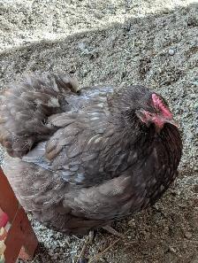 Orpington Hens and Rooster - Photo 2