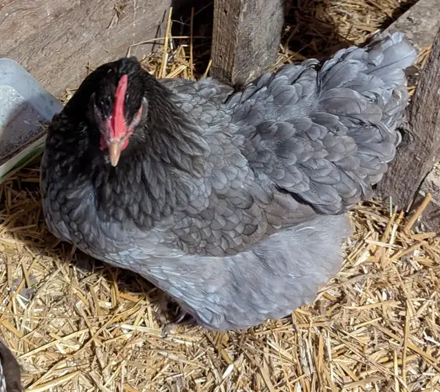 Orpington Hens and Rooster - Photo 3