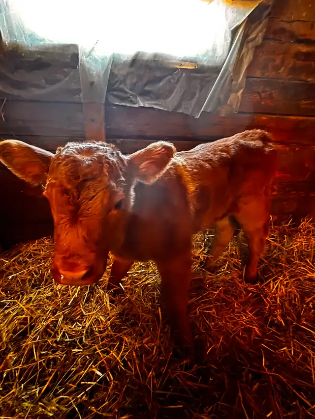 Bottle Calf