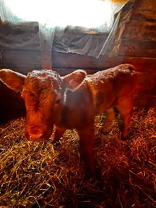 Bottle Calf