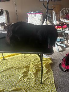 dog grooming in my home