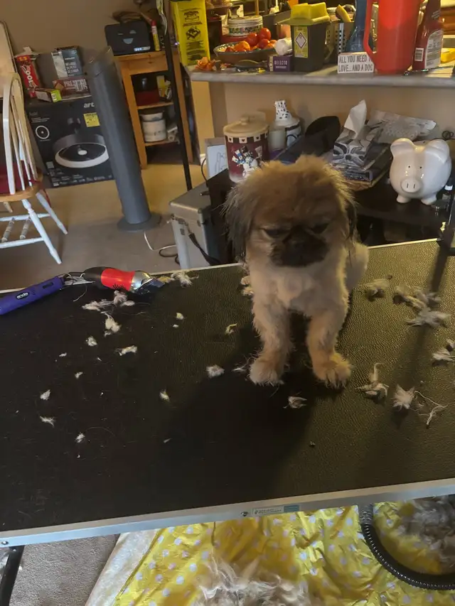 dog grooming in my home - Photo 2