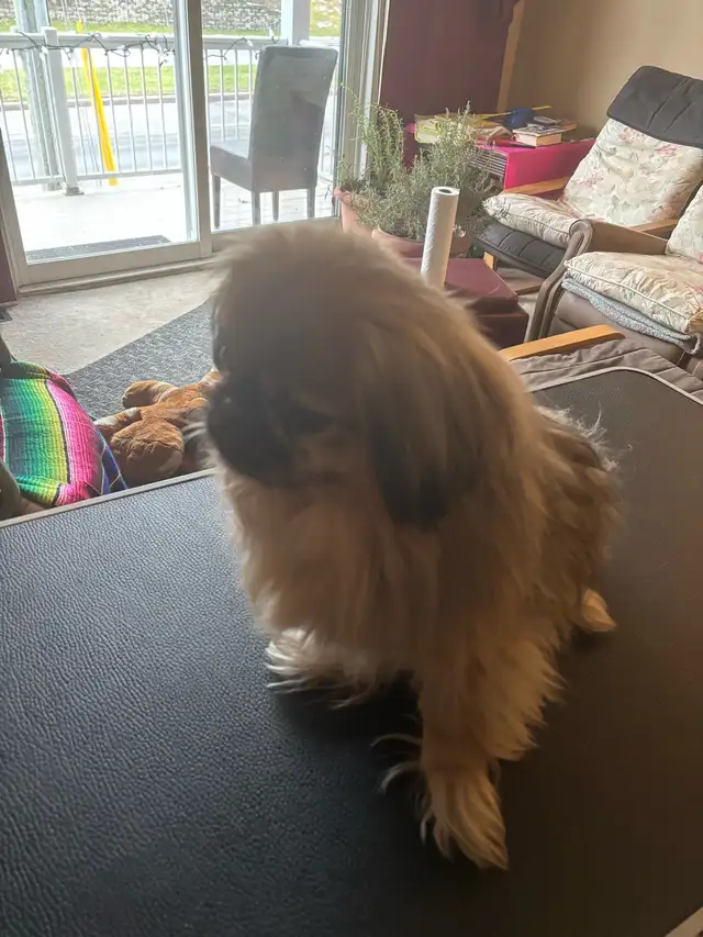 dog grooming in my home - Photo 3