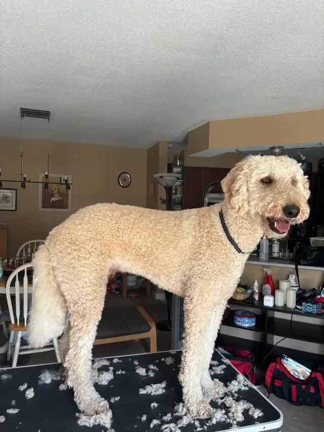 dog grooming in my home - Photo 5