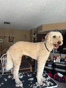 dog grooming in my home - Photo 5