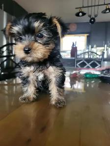 Chiots workshire toy