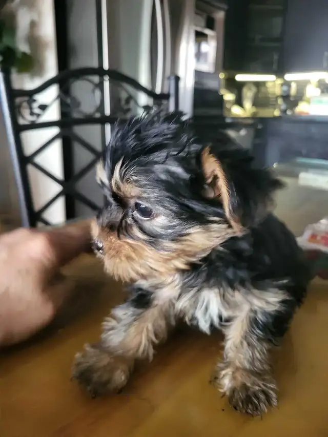 Chiots workshire toy - Photo 2