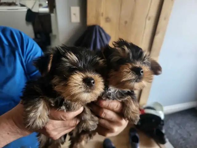 Chiots workshire toy - Photo 3