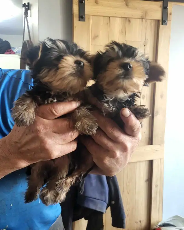 Chiots workshire toy - Photo 4