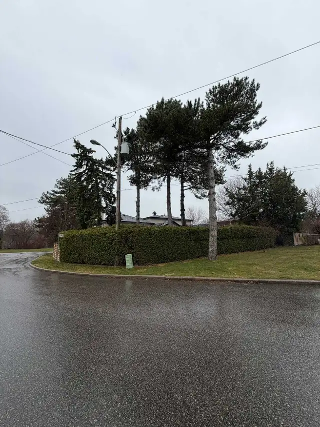 looking for EXPERIENCED hedge pruner TOP WEDGES CASH PAID