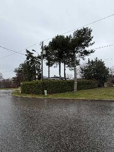 looking for EXPERIENCED hedge pruner TOP WEDGES CASH PAID