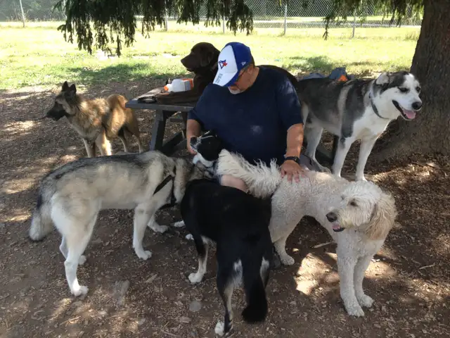 Pro Dog Walking – 10  Years Experience – Etobicoke & Mississauga - Photo 2