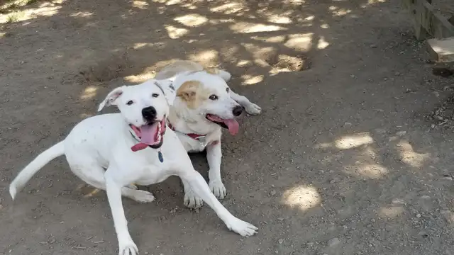 Pro Dog Walking – 10  Years Experience – Etobicoke & Mississauga - Photo 9