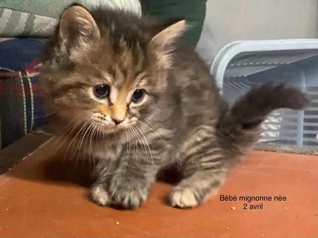 chatons à vendre - Photo 2